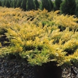 Zašto kleka žuti u proljeće, jesen, zimu i ljeto